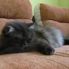 British Longhair - Photo 4