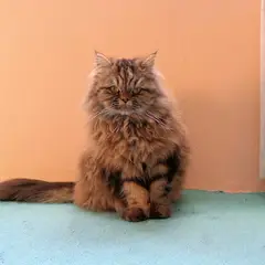 British Longhair - Photo 5