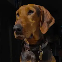 Servische lopende hond - Foto 2