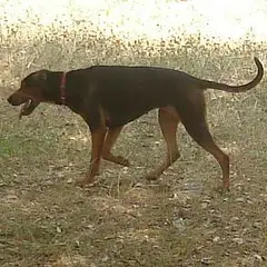 Servische lopende hond - Foto 3
