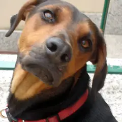 Servische lopende hond - Foto 4