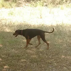 Servische lopende hond - Foto 5