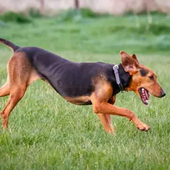 Servische lopende hond - Foto 6