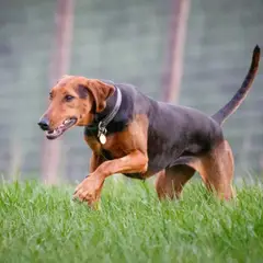 Servische lopende hond - Foto 7