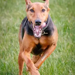 Servische lopende hond - Foto 9