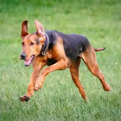 Servische lopende hond - Foto 10