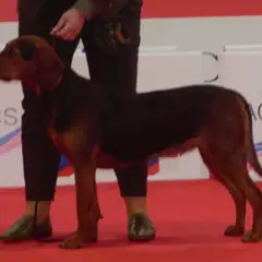 Servische lopende hond - Foto 11