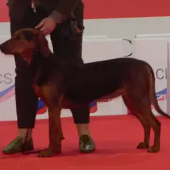 Servische lopende hond - Foto 12
