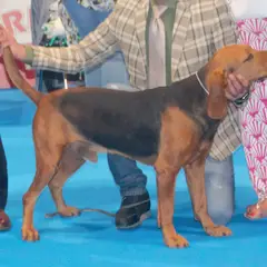 Servische lopende hond - Foto 13