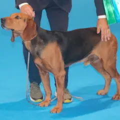Servische lopende hond - Foto 14