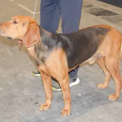 Servische lopende hond - Foto 15