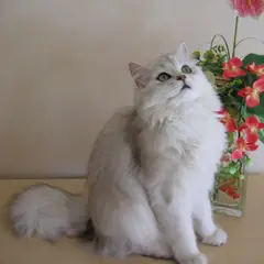 British Longhair - Photo 8