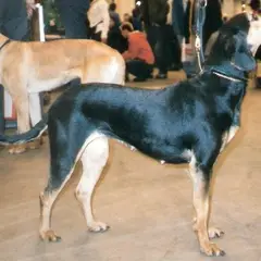 Griekse hazenwindhond - Foto 2