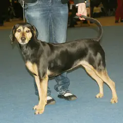Griekse hazenwindhond - Foto 3