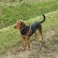 Griekse hazenwindhond - Foto 4