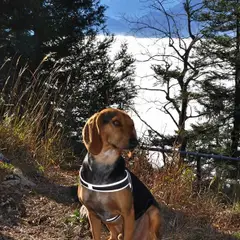Griekse hazenwindhond - Foto 5