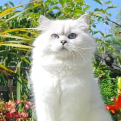 British Longhair - Photo 9