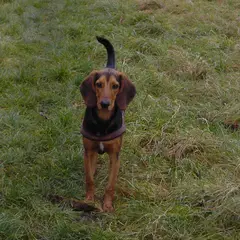 Griekse hazenwindhond - Foto 6
