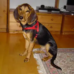 Griekse hazenwindhond - Foto 7