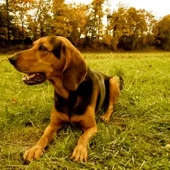 Griekse hazenwindhond - Foto 8