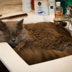 British Longhair - Photo 10