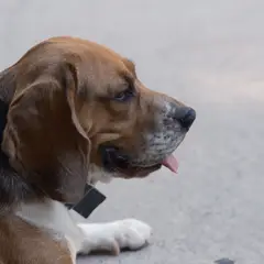 Joegoslavische driekleurige lopende hond - Foto 1