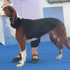 Joegoslavische driekleurige lopende hond - Foto 2