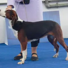 Joegoslavische driekleurige lopende hond - Foto 3