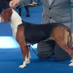 Joegoslavische driekleurige lopende hond - Foto 4
