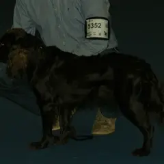 Wachtelhund - Foto 4