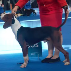Joegoslavische driekleurige lopende hond - Foto 5