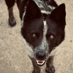 Perro de oso de Carelia - Foto 2