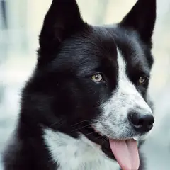 Perro de oso de Carelia - Foto 3
