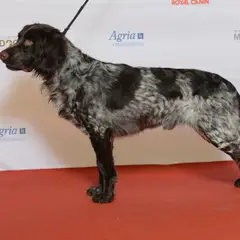 Wachtelhund - Foto 7