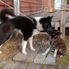Perro de oso de Carelia - Foto 4