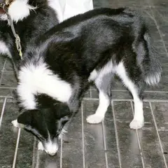 Perro de oso de Carelia - Foto 5