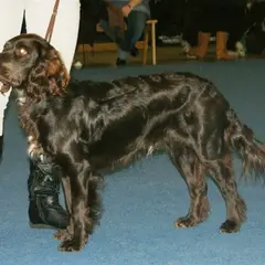Wachtelhund - Foto 9