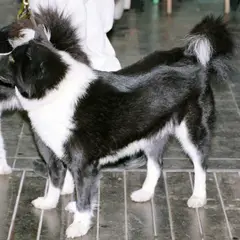 Perro de oso de Carelia - Foto 6