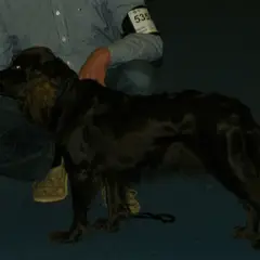 Wachtelhund - Foto 10