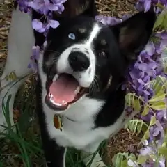 Perro de oso de Carelia - Foto 7