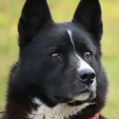 Perro de oso de Carelia - Foto 8