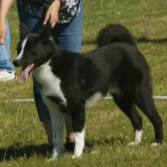Perro de oso de Carelia - Foto 10