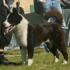 Perro de oso de Carelia - Foto 11