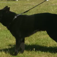 Perro de oso de Carelia - Foto 13