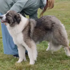 Perro pastor rumano de los Cárpatos - Foto 2
