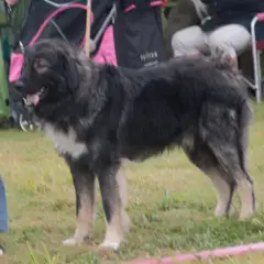 Perro pastor rumano de los Cárpatos - Foto 3