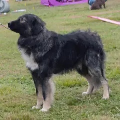 Perro pastor rumano de los Cárpatos - Foto 4