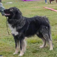 Perro pastor rumano de los Cárpatos - Foto 5