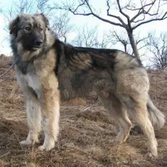 Perro pastor rumano de los Cárpatos - Foto 9