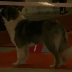 Perro pastor rumano de los Cárpatos - Foto 10